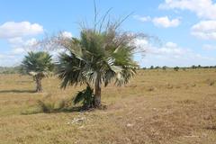 Copernicia curtissii