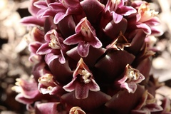 Kopsiopsis strobilacea