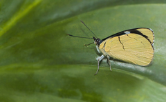 Perisama tryphena cauca