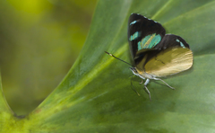 Perisama tryphena cauca