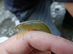 Atyopsis spinipes