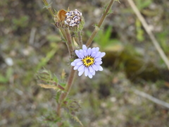 Perezia multiflora