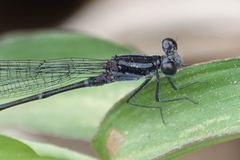 Argia frequentula
