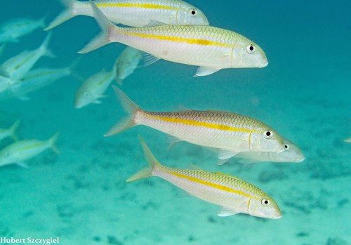 Yellowstripe Goatfish