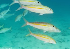 Yellowstripe Goatfish photo 3