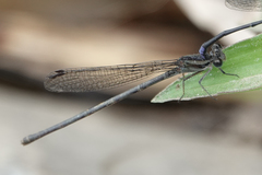 Argia frequentula