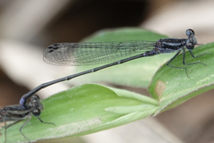 Argia frequentula