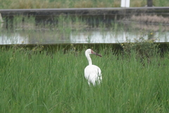 Leucogeranus leucogeranus