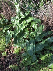 Arum italicum italicum