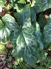 Arum italicum italicum