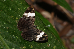 Ectima thecla thecla