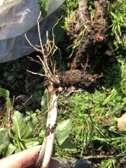 Arum italicum italicum