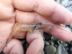 Macrobrachium australe