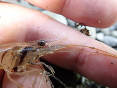 Macrobrachium australe