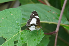 Janatella leucodesma