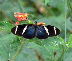 Heliconius antiochus