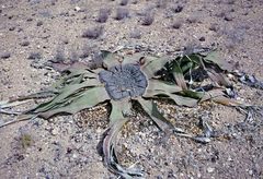 Welwitschia mirabilis image