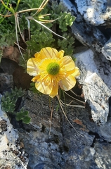 Ranunculus sericophyllus