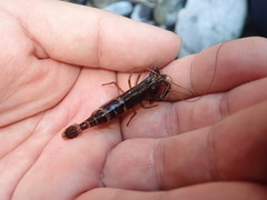 Macrobrachium placidulum