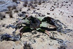 Welwitschia mirabilis image