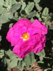 Cistus
