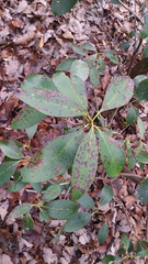 Mycosphaerella colorata