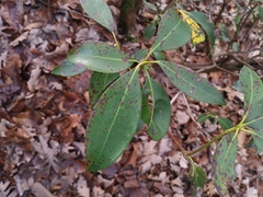 Mycosphaerella colorata