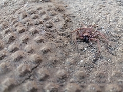 Tomopisthes horrendus