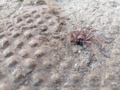 Tomopisthes horrendus