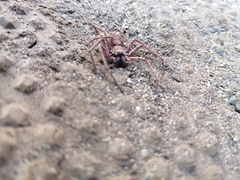 Tomopisthes horrendus