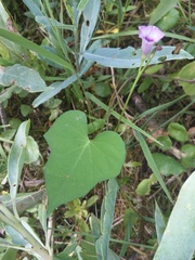 Ipomoea grandifolia