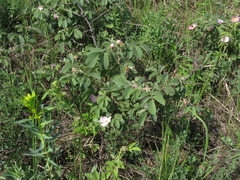 Rosa subpomifera