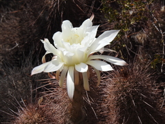 Trichocereus strigosus