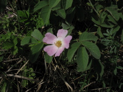 Rosa subpomifera