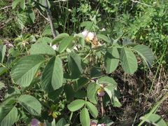 Rosa subpomifera
