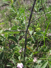 Rosa subpomifera