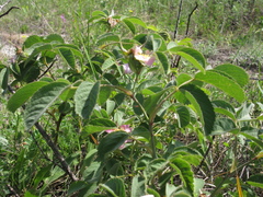 Rosa subpomifera