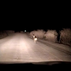 Hippocamelus antisensis