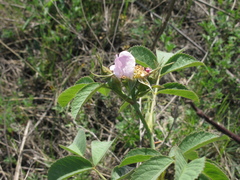 Rosa subpomifera