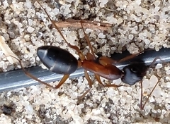Camponotus xerxes