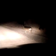 Hippocamelus antisensis