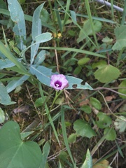Ipomoea grandifolia