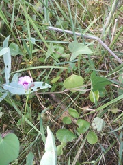 Ipomoea grandifolia