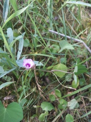 Ipomoea grandifolia