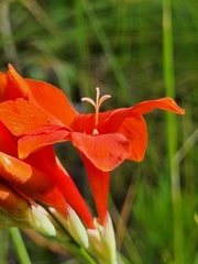 Gladiolus nerineoides