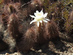 Trichocereus strigosus