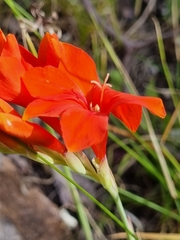 Gladiolus nerineoides