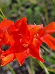 Gladiolus nerineoides