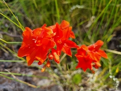 Gladiolus nerineoides