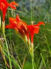 Gladiolus nerineoides